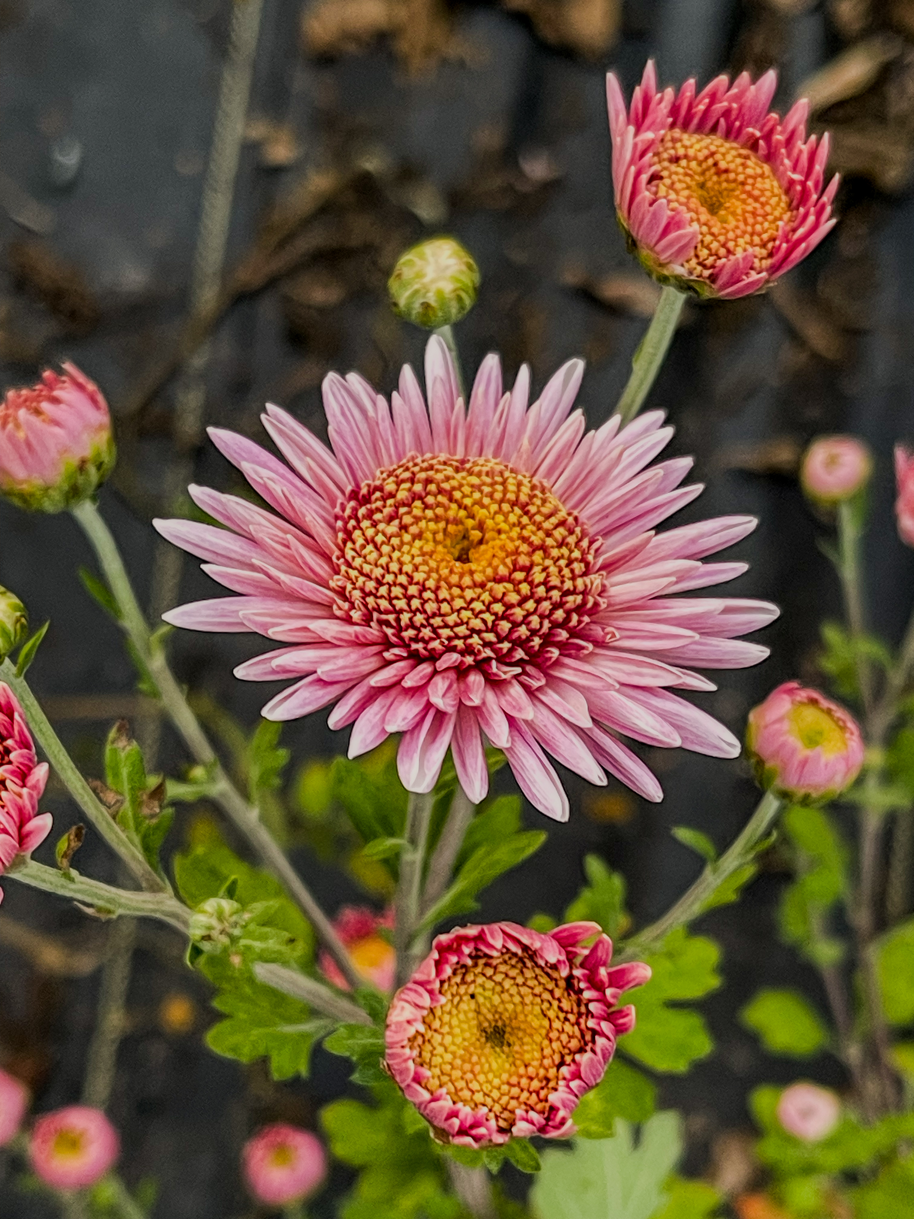 Single pink heirloom mum with rich orange center, elegant and exact against a dark background
